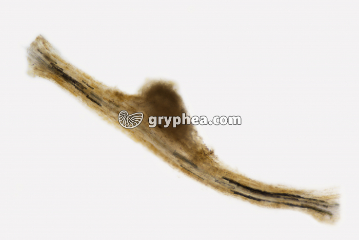 Nodosité entière de Trèfle - vue entière x25 - gryphea.com